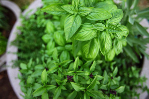 herbs